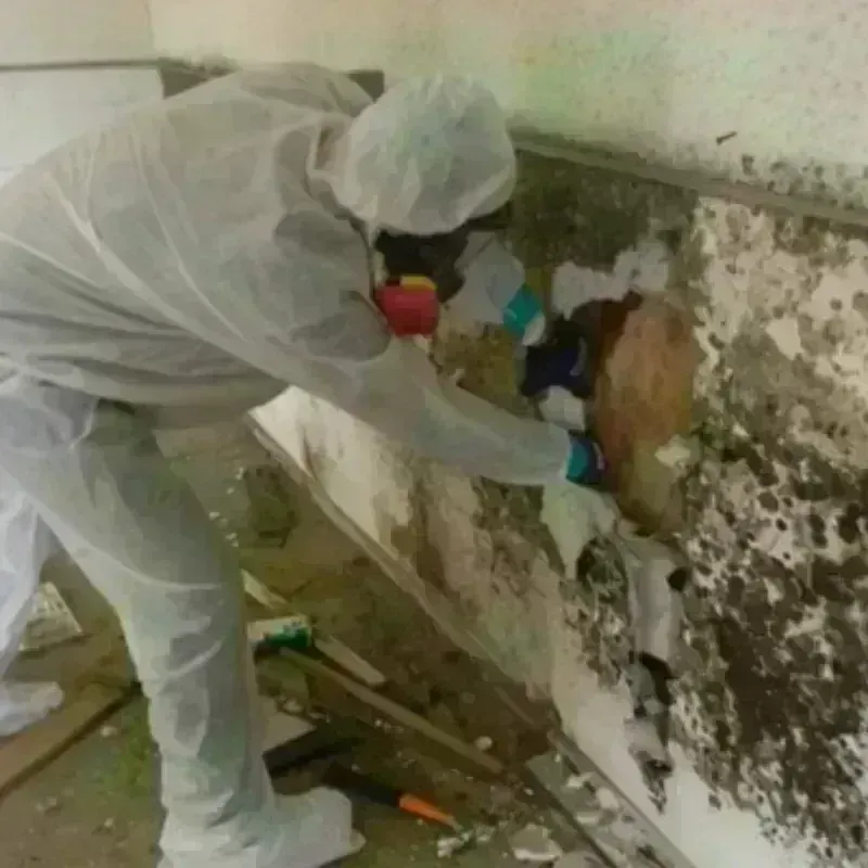 Mold Remediation and Removal in Raubsville, PA